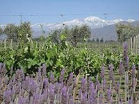 Winery in Mendoza