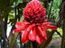 French Polynesia flower