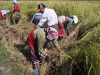 Rice harvest Kathmandu valley